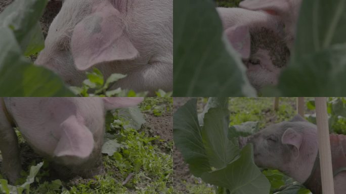 C广西三江家猪进食特写视频