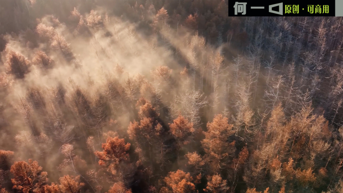 森林晨雾光影光线天然氧吧生态宣传