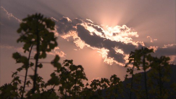 夕阳下的油菜花浮云遮山 阳光穿过浮云