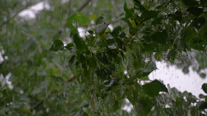 杨树下着大雨和冰雹。慢动作