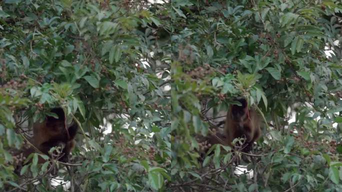 卷尾猴在树上吃水果