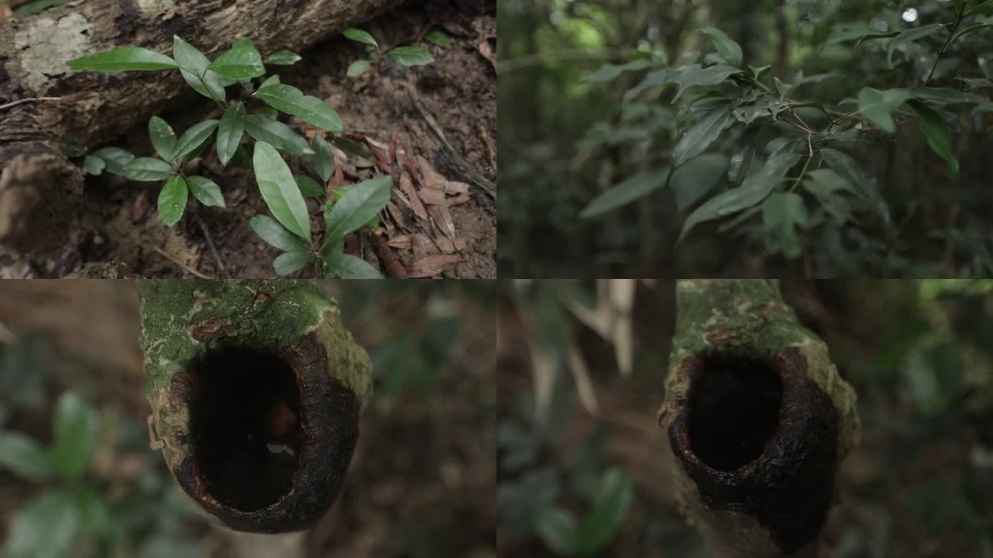 C雨林植被4K实拍视频