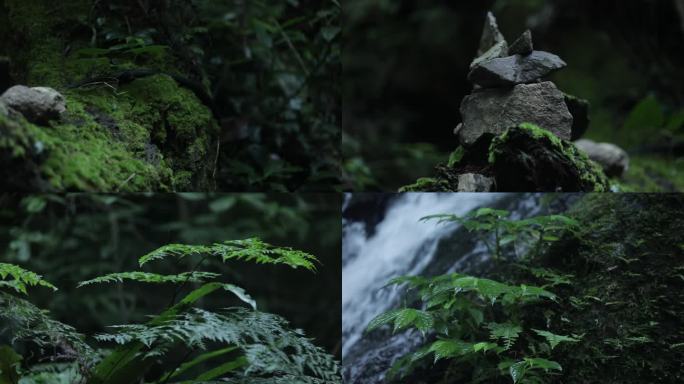 C热带雨林大自然空镜4K实拍