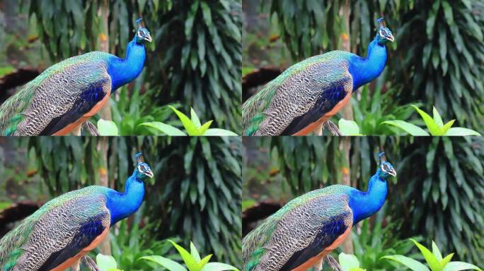 东南亚热带鸟类公园的孔雀特写