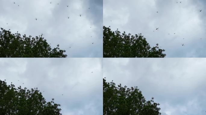 蓝天白云空中很多蜻蜓飞舞2
