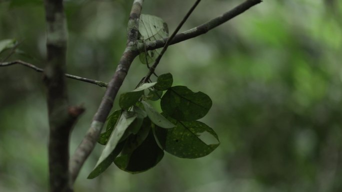 C 热带雨林植被4k实拍视频