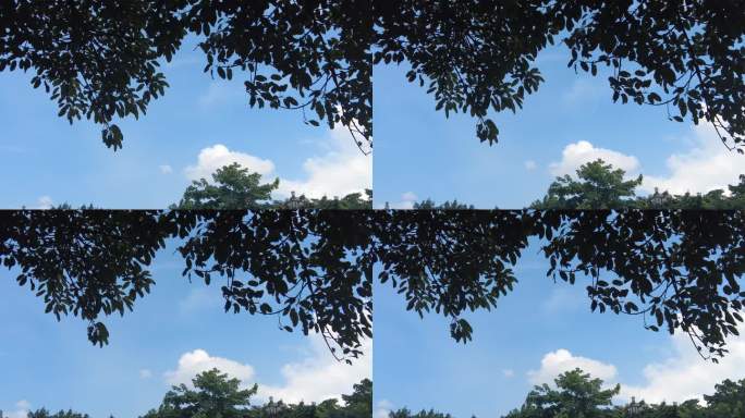 夏日蓝天白云树枝树叶植物实拍 (4)