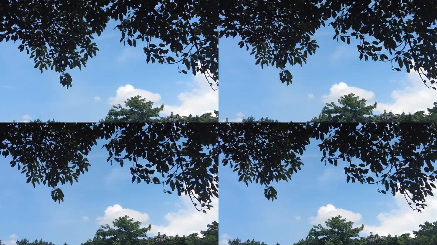 夏日蓝天白云树枝树叶植物实拍 (4)