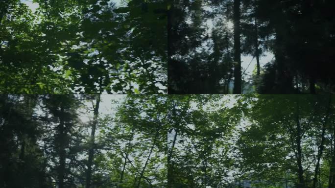 从车窗望向树林茂密茂盛