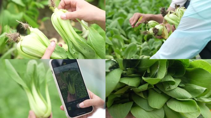 油菜成熟 采摘油菜