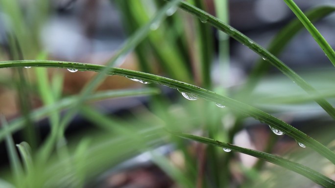 雨后兰草