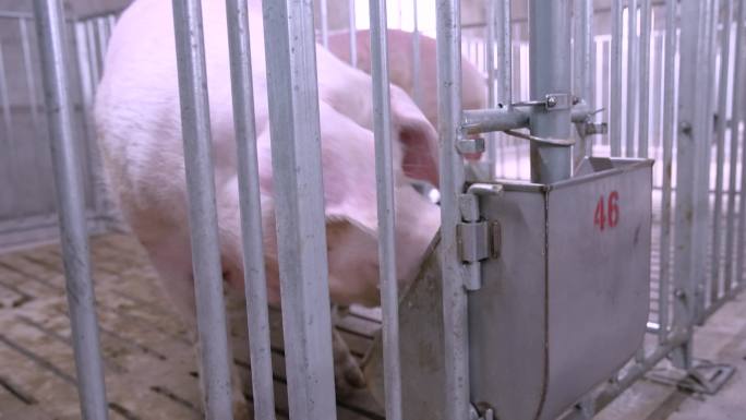 现代化 养猪 猪圈 养殖 农业
