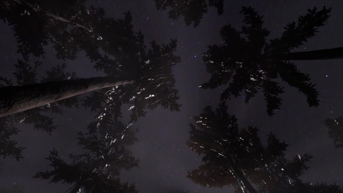 森林里繁星点点的夜空