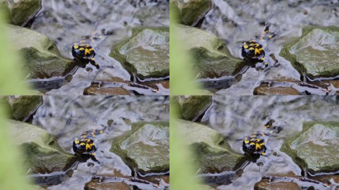 火蝾螈在水流中爬过岩石的特写，也被称为火蝾螈或火蝾螈