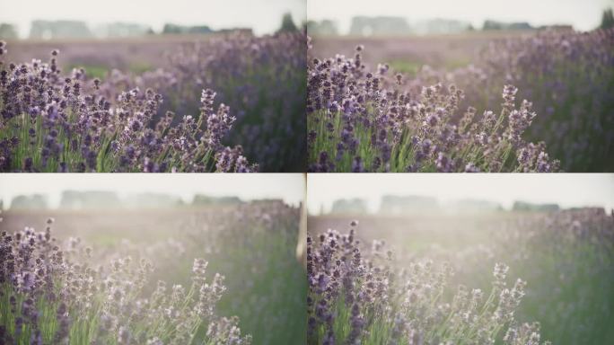 黄昏时草地上的紫色薰衣草花。伸手去摘花
