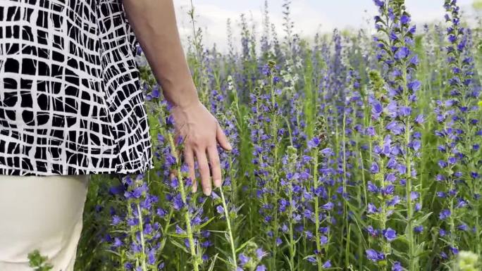 女性的手温柔地抚摸着田野里的紫色花朵。女人在盛开的植物上移动她的手臂。小女孩在花草地上漫步。美丽的自