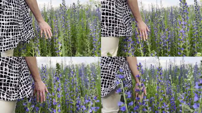女性的手温柔地抚摸着田野里的紫色花朵。女人在盛开的植物上移动她的手臂。小女孩在花草地上漫步。美丽的自