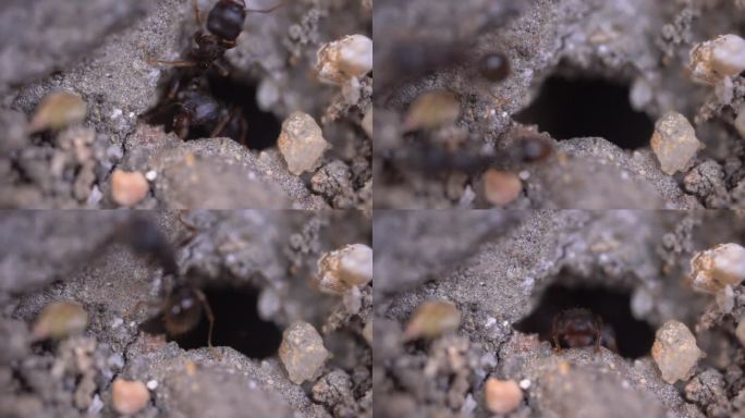 蚂蚁 团队合作  生物多样性
