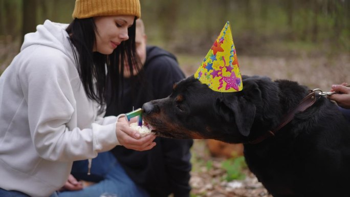 快乐的狗狗在森林里和年轻的白人男女一起庆祝生日，吃着甜点。与朋友在户外享受休闲的轻松动物的侧视图肖像