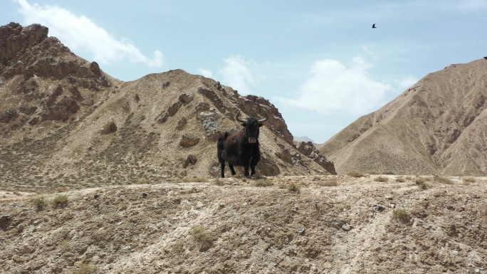 昆仑山无人区野生动物一级保护动物野牦牛