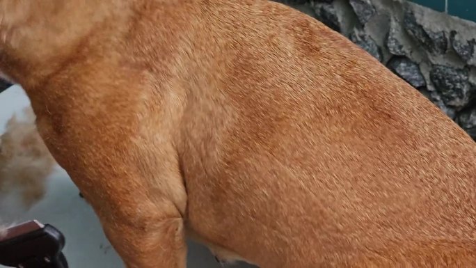 定期为狗狗梳理毛发。法国斗牛犬的主人正在梳理他的狗的皮毛。脱毛