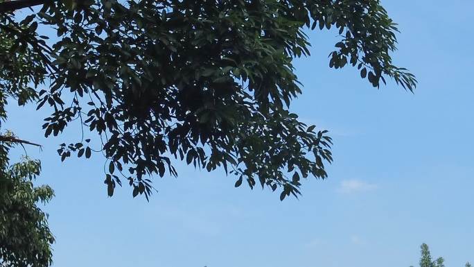 夏日蓝天白云树枝树叶植物实拍 (16)