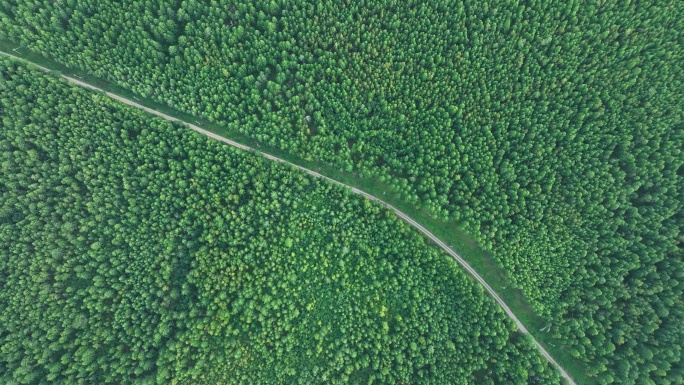 穿越绿色林海的山路