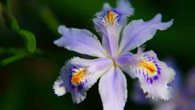 植物鲜花鸢尾花扁竹花盛开绽放唯美浪漫空境