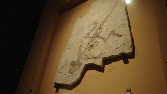 古生物恐龙化石