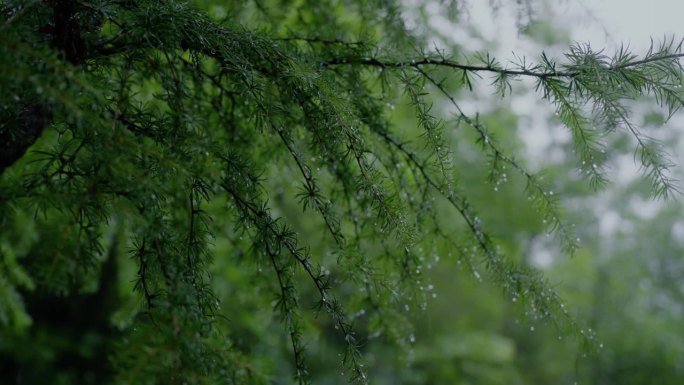 雨水落在松树的叶子上