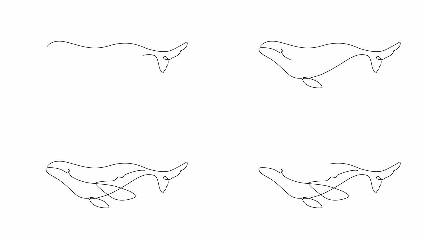 动物自然收藏。视频线条艺术动画。鲸鱼用一条连续的黑线在透明的背景上用alpha通道绘制。