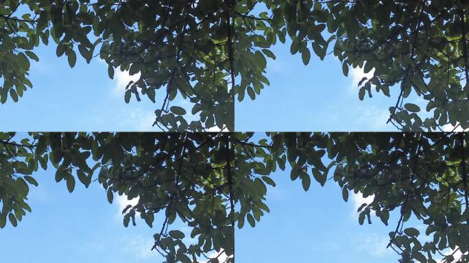 夏日蓝天白云树枝树叶植物实拍 (12)