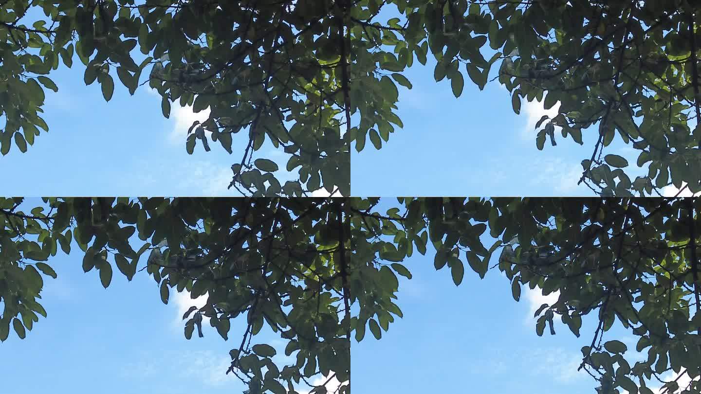 夏日蓝天白云树枝树叶植物实拍 (12)