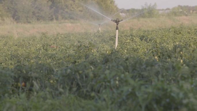 一台喷雾器在田地里喷洒种植的西红柿