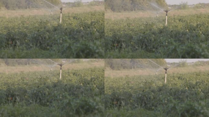一台喷雾器在田地里喷洒种植的西红柿