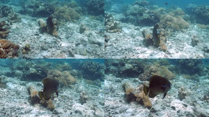 清洁站行为-长鳍蝙蝠鱼(Platax pinnatus)在西巴丹岛接受普通清洁鱼濑(Labroide