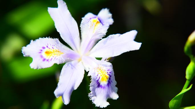 植物鲜花鸢尾花扁竹花盛开绽放唯美浪漫空境