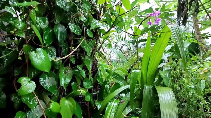 又湿又新鲜的树叶和雨水中的植物。园林氛围十分优美，景色自然。
