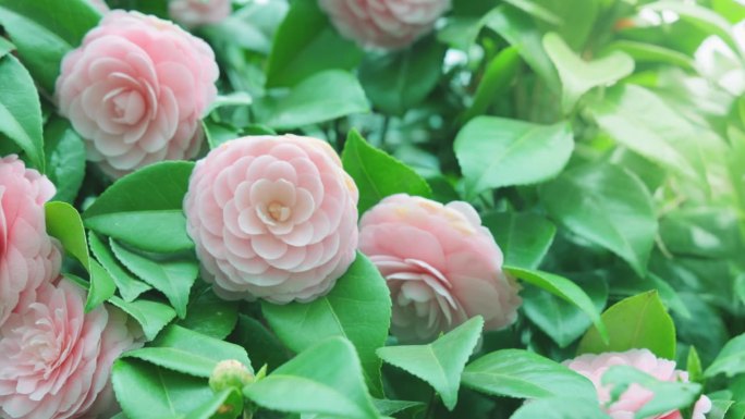 山茶花，美丽的粉红色