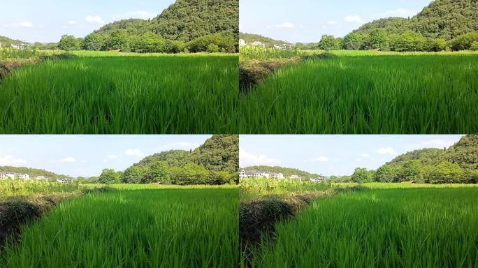 8月稻田 水稻15