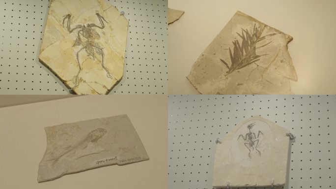 古生物博物馆化石