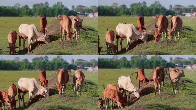 奶牛在阳光下的田野里