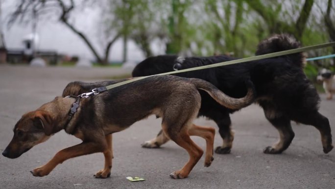 现场摄像机记录下了这只充满好奇和自信的狗，它带着带着皮带的模糊宠物四处嗅来嗅去。跟踪拍摄动物享受早晨