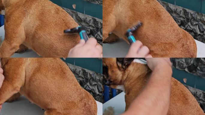 定期为狗狗梳理毛发。法国斗牛犬的主人正在梳理他的狗的皮毛。脱毛