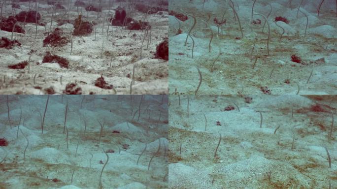 在卡帕莱附近的沙地斜坡上，有斑点的花园鳗鱼