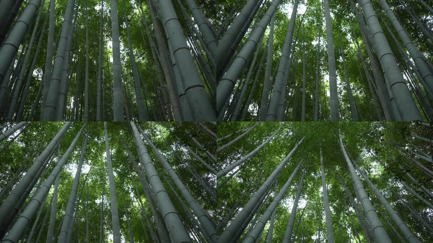 仰望京都岚山的竹林