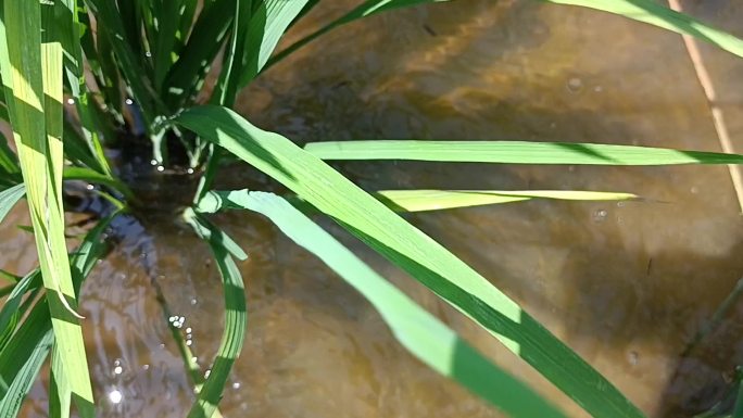 8月稻田 水稻8消灭福寿螺