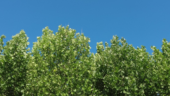 夏日蓝天树枝树叶植物实拍枫叶 (5)