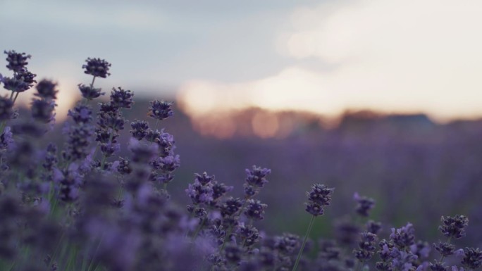 日落时草地上的紫色薰衣草花。照相机的焦点