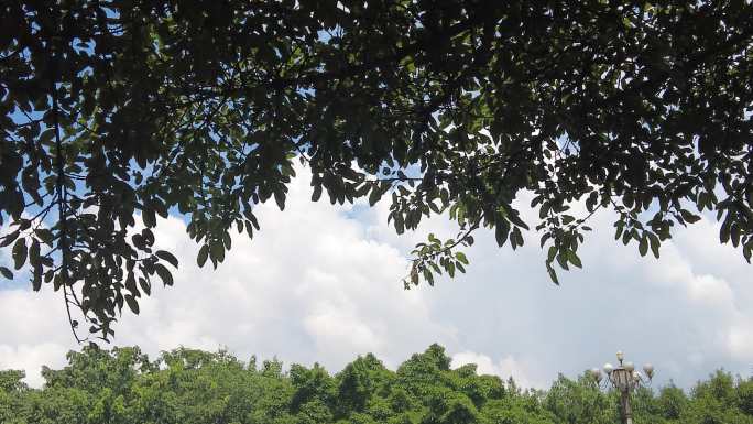 夏日蓝天白云树枝树叶植物实拍 (8)